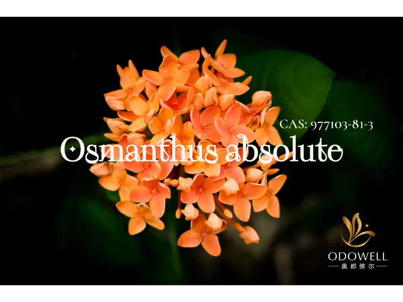 Osmanthus Absolute – Ciri Khas ODOWELL untuk Motif Bunga Oriental yang Elegan